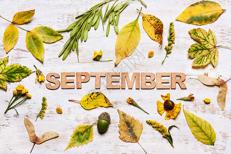 9月9日用黄色叶子木制背景的文字图片
