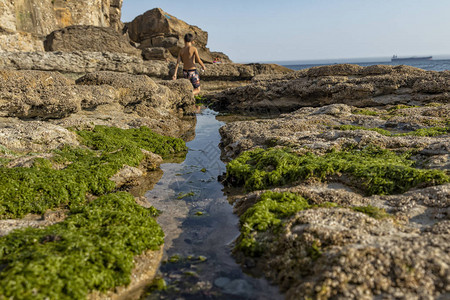 由绿藻和海洋生物组成的海边岩石图片
