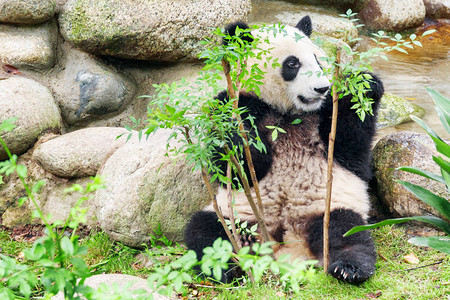 可爱的小熊猫坐在绿树丛中有趣的熊猫玩得开心图片