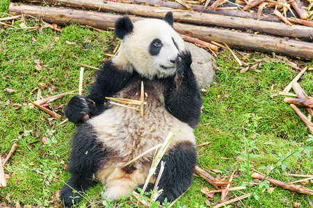 可爱的大熊猫拿着竹子图片