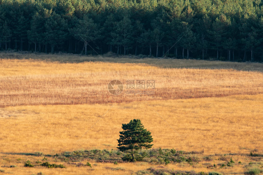 松树林附近耕地孤树远景图片