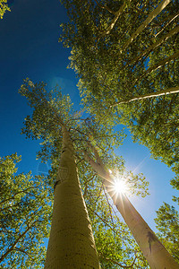 在科罗拉多州Telluride山峰的秋叶颜色黄树林和图片