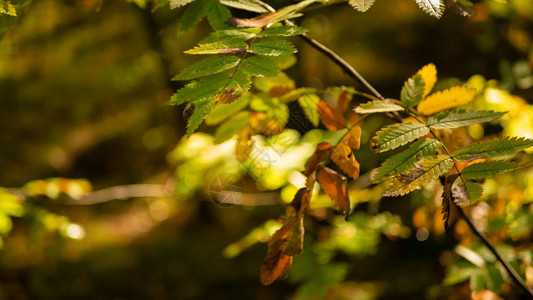 秋绿叶和棕叶Bokeh文字身图片