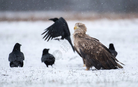 白尾鹰和乌鸦的近景图片