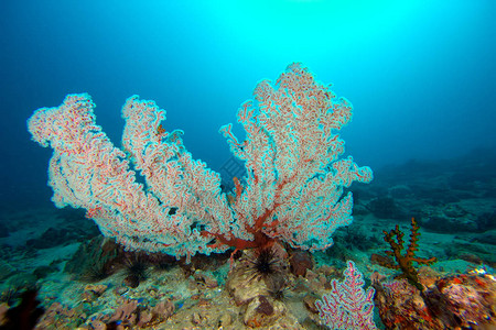 泰国海域珊瑚礁中的多彩珊瑚图片