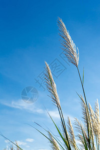 蓝色天空背景的高塔长簧花Phragmiteska图片