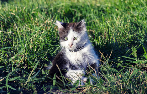 小灰猫坐在绿草地上图片