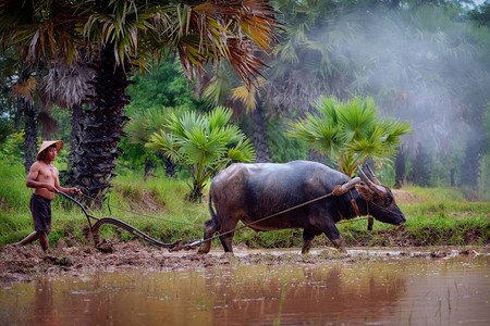 亚洲男子用水牛在雨季耕种水稻图片