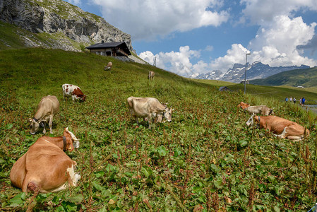 在MelchseeeFrutt放牧牛群图片