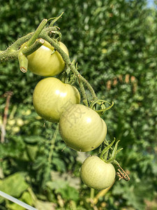 植物上新鲜的绿色淡西红柿绿海林番茄在背景图片