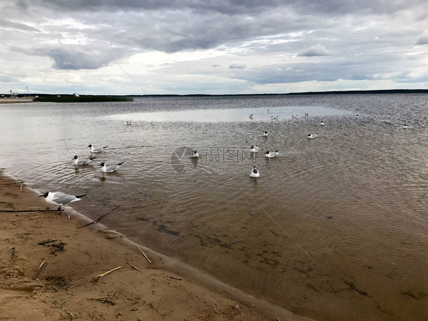 河岸沙滩上的大型白鸟海鸥湖在水中漂浮着图片