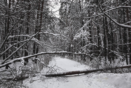 冬季森林雪树落下的树图片