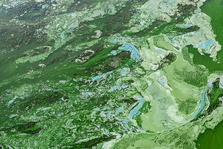 绿色藻类废水和环境问题造成的水污染图片