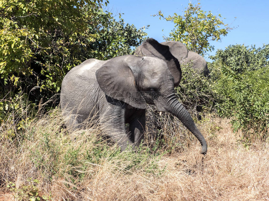 愤怒的非洲大象图片