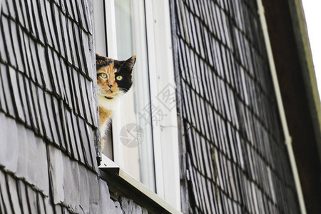 好奇的猫从窗外偷看图片