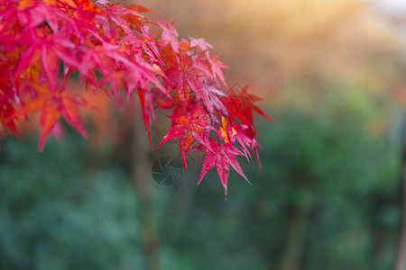 花园秋季的特写红色枫叶图片