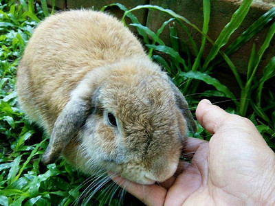 泰国清迈花园家的兔子图片