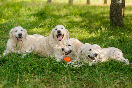 热狗和他们最爱的橙色球一起玩图片