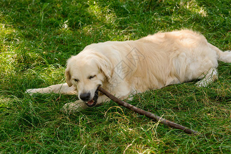 可爱的狗闭着眼睛咬早午餐金毛猎犬柔软蓬松的皮毛动物喜欢玩图片