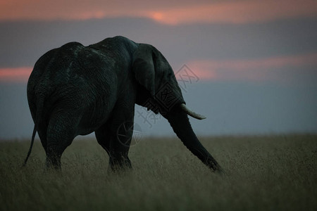 日落时伸出象鼻的非洲象图片