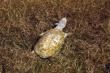 非洲头盔海龟Pelomedusa图片