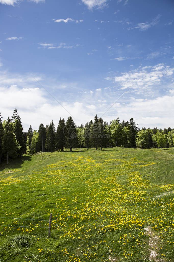 山景盛开的草地瑞士图片
