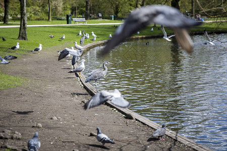 大蓝冠Ardeaherodias被鸽子在公园里飞图片
