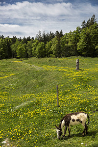 山地景观开阔的草地和驴放牧图片