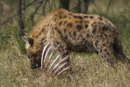 南非野生环境中的鬣狗图片