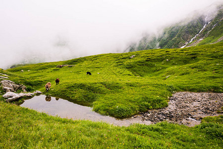 公羊和绵羊在勃朗峰小径上的高海拔山涧中倒影背景图片