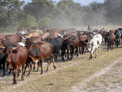 饲养家畜的牛群从牧草到图片