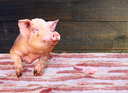 猪在深色木制背景上望着一层的猪油肉店的招牌肉类销售生猪肉商店里图片