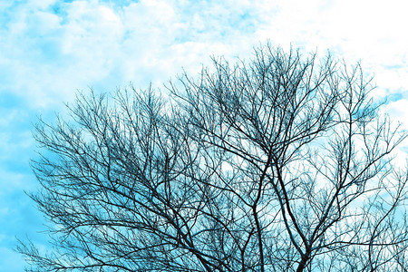 干灌木蓝色光秃的树枝和天空图片