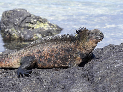 海洋的Iguana图片