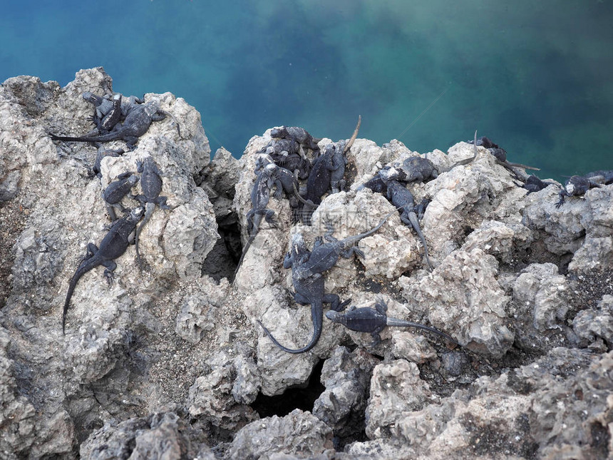 在厄瓜多尔加拉帕戈斯的伊莎贝拉岛发现了大量海陆Iguana图片