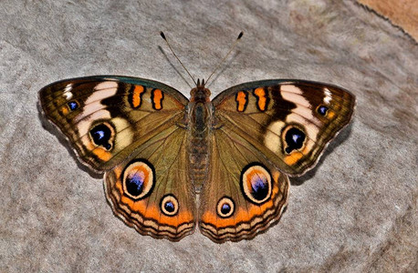 一只普通的白眼蝴蝶Junonia图片
