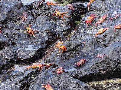 格拉苏斯岩石螃蟹高清图片