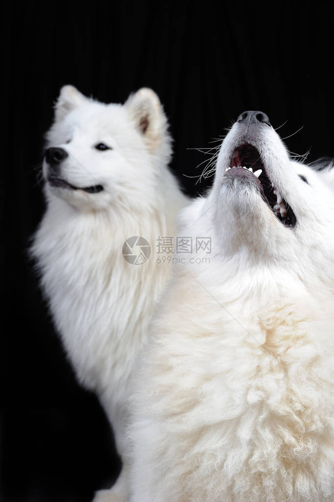 黑色背景中的两只萨摩耶犬图片