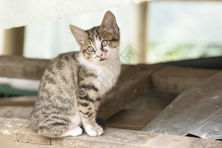 小流浪猫在木制避难所图片