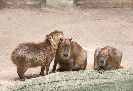 Capybaras水下体图片