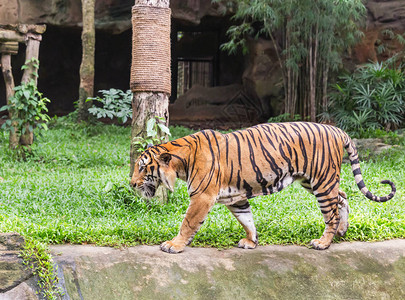 老虎在大自然中散步放松图片