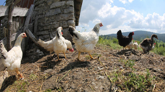 夏季家禽养殖场的鸡和图片