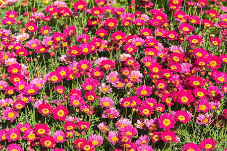 温室植物园的粉红色花朵图片