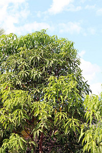 芒果树花园里的芒果叶枝绿叶芒图片