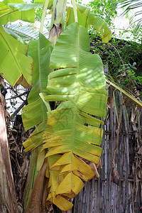香蕉树上的香蕉叶干香蕉叶图片