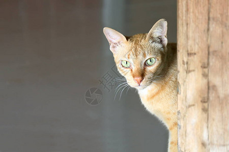 猫漂亮的猫脸可爱的猫眼看着图片