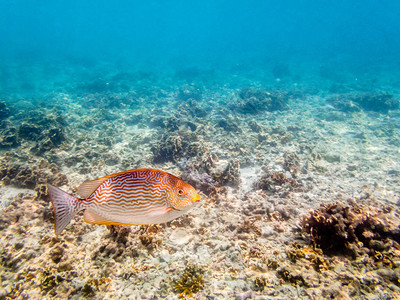 浮游在泰国KohNangYuan岛珊瑚礁上游的美丽海鱼图片