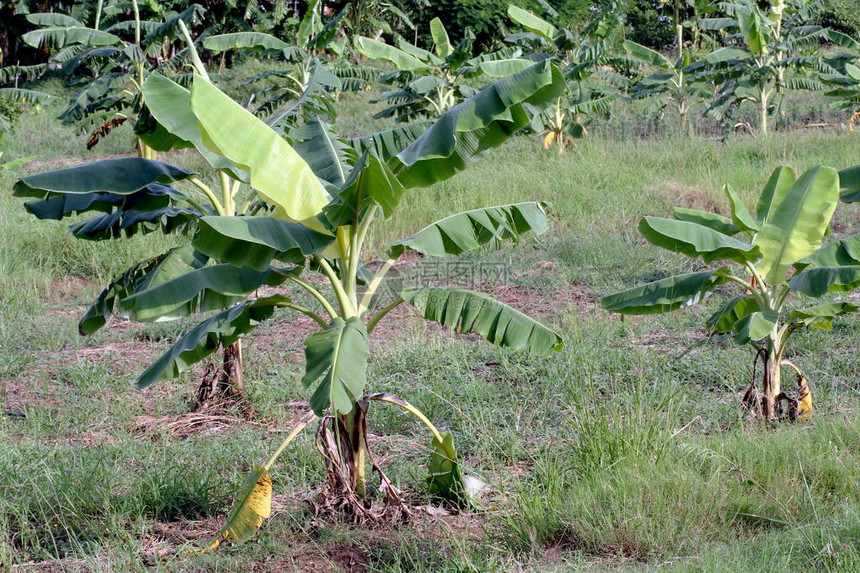 香蕉种植园农场种植小香蕉自然香蕉树种植园图片