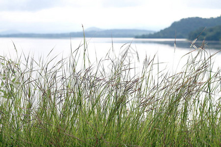 河流景观中的草自然和地表水山脉山脉科迪勒拉背景背景图片