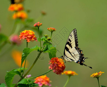 花园区背景中的虎燕尾蝶高清图片